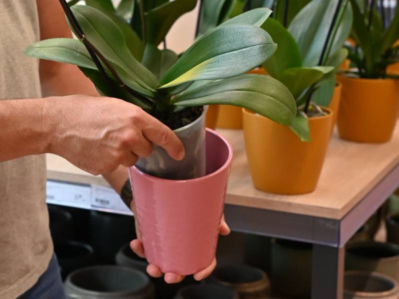 Poseben keramičen lonec za orhideje ima številne prednosti