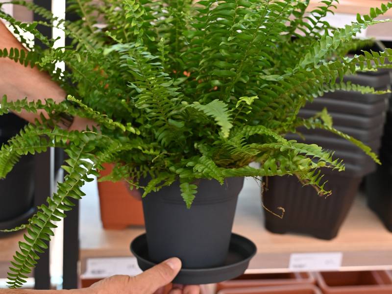 Po nakupu je treba večino rastlin presaditi v večji lonček s podstavkom