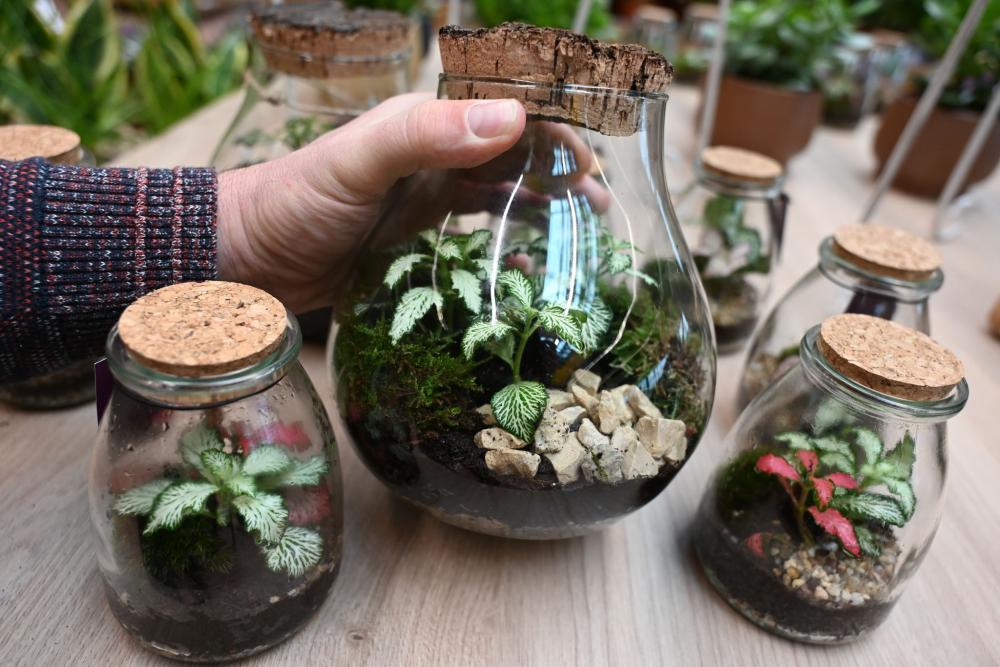 V Merkurju je cena za rastlinski terarij ugodna.