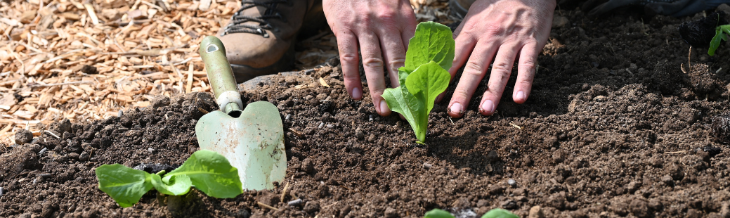 Endivija, popolna poletna solata