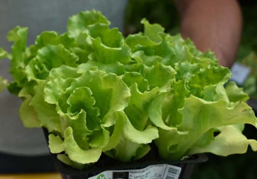 Endivija, popolna poletna solata