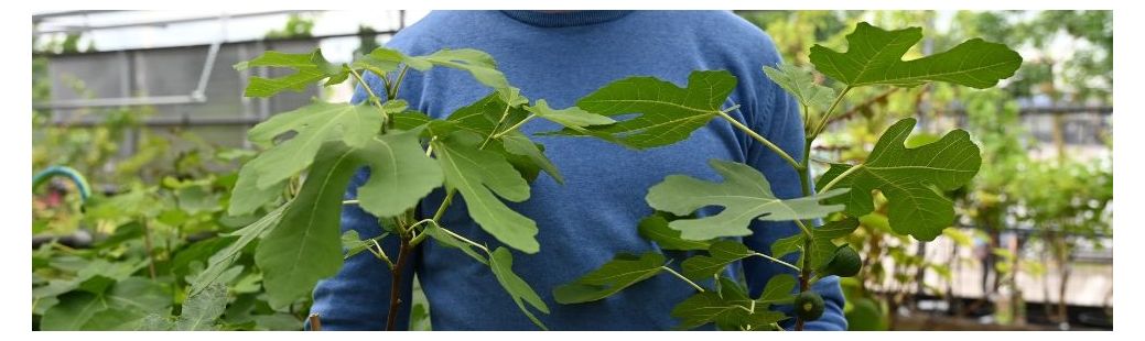 Štajerska figa – odporna izbira za vsak slovenski vrt