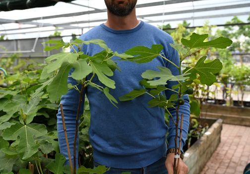 Štajerska figa – odporna izbira za vsak slovenski vrt