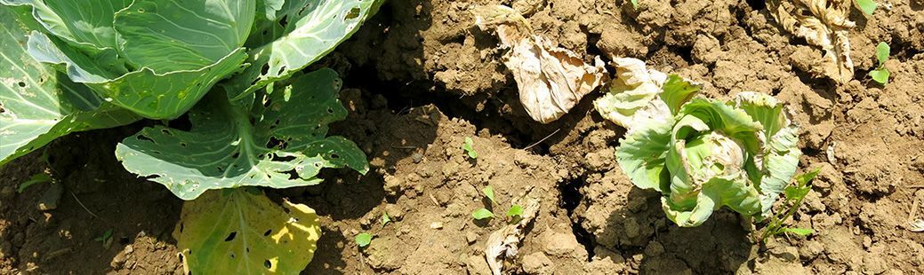 Kako zaščitimo pridelek pred točo in močnimi nalivi?