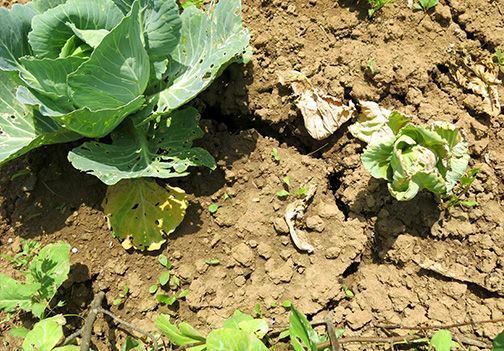 Kako zaščitimo pridelek pred točo in močnimi nalivi? 