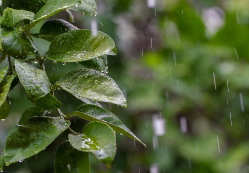 Ko udarijo vročina in nevihte: kako rešiti rastline