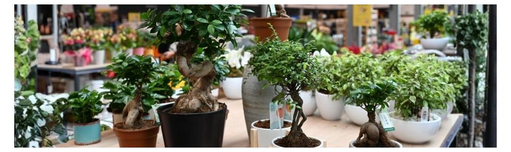 Nepravi bonsaj in fikus ginseng za eleganco in eksotičen videz