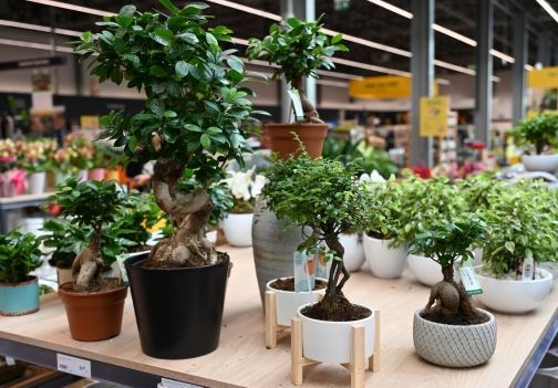 Nepravi bonsaj in fikus ginseng za eleganco in eksotičen videz