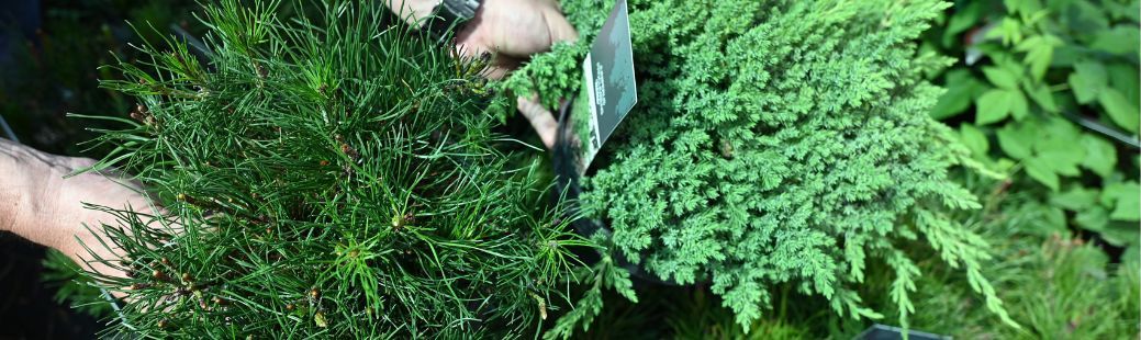 Izbrali smo 2 iglavca: Pritlikavo rušje in plazeči brin