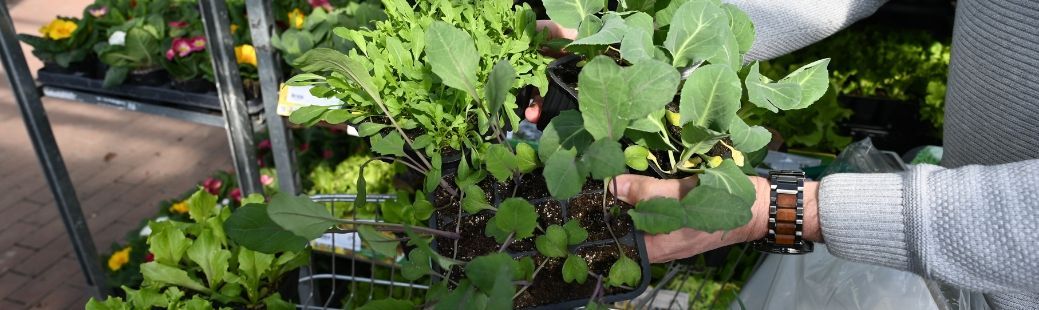 Katere sadike vrtnin lahko sadimo v marcu?