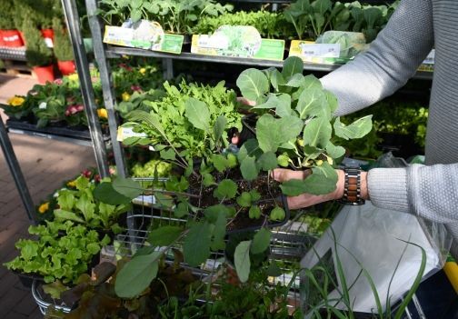 Katere sadike vrtnin lahko sadimo v marcu?