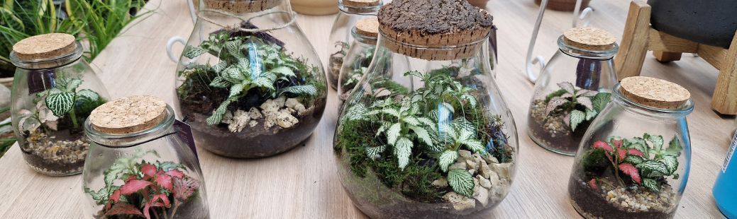 Rastlinski terarij - čudovita oaza z malo truda