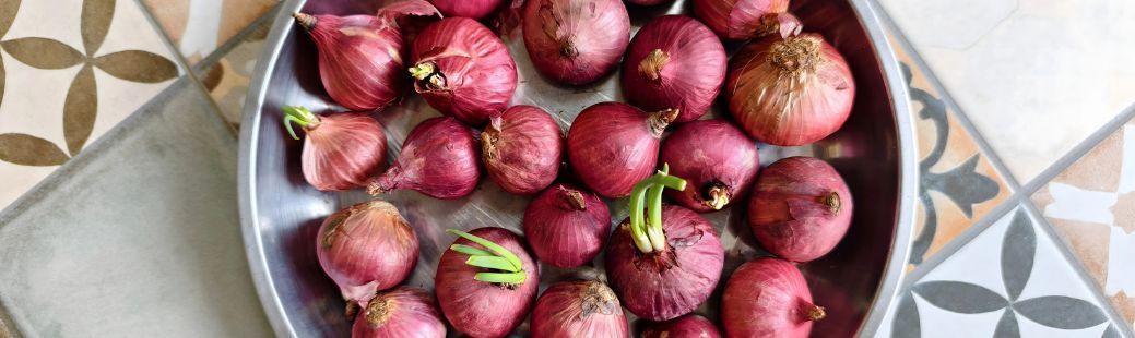 Šalotka: kako jo uspešno vzgojiti in s čim jo kombinirati na vrtu