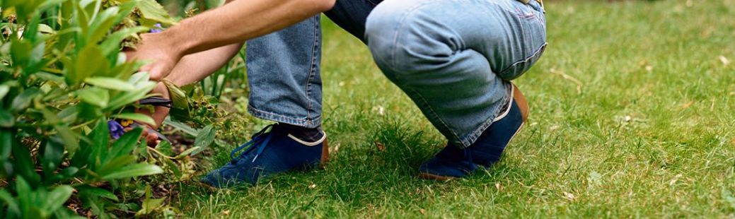 Bolezni in škodljivci na vrtu