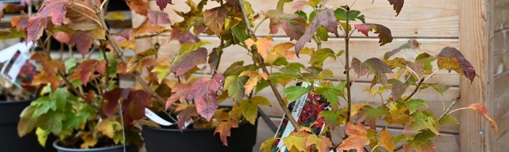 Brogovita - čudovit okrasni grm za barvito jesen