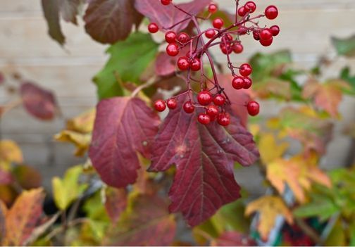 Brogovita - čudovit okrasni grm za barvito jesen