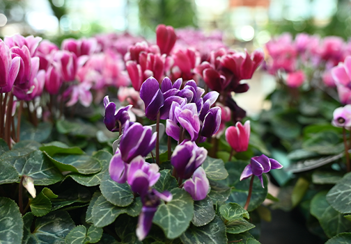 Ciklama – Ciklama je popolna sobna rastlina, ki zahteva malo nege in zmerno zalivanje