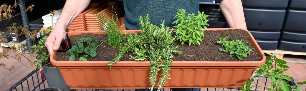 Drobnjak v družbi jagod, rožmarina in drugih zelišč