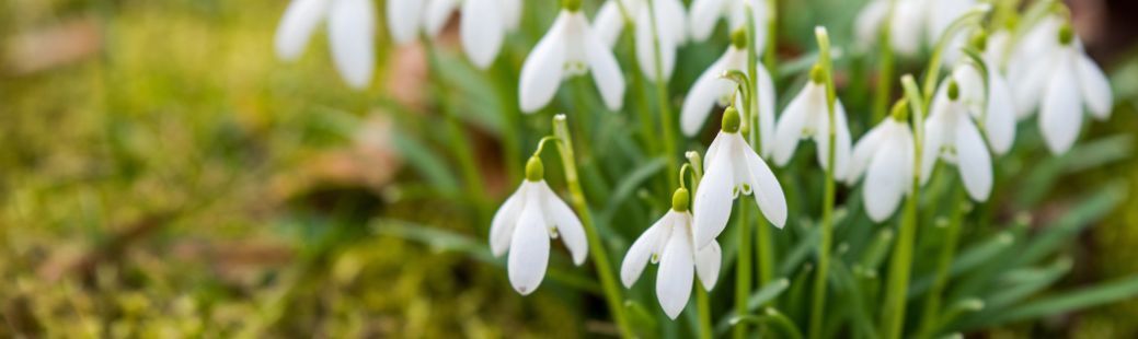 Febaruar je čas, da začnemo s setvijo semen za sadike, obrezovanjem drevnin ter pripravo tal za spomladanska vrtna opravila.