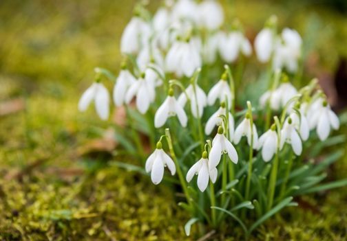 Febaruar je čas, da začnemo s setvijo semen za sadike, obrezovanjem drevnin ter pripravo tal za spomladanska vrtna opravila.