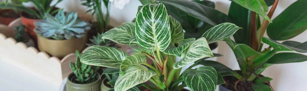 Filodendron: rastlina, ki odpusti marsikaj, če ji ponudite pravo osnovo