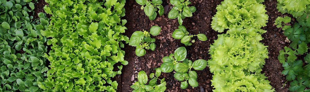 Julij v domačem vrtu Davorja Špeharja