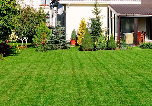 Kako spomladi najhitreje uredimo našo trato?