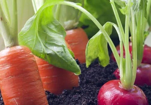 Katera zelenjava gre skupaj in katera ne?