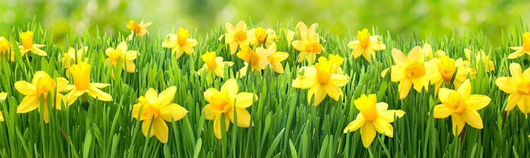 Marčevska opravila na vrtu