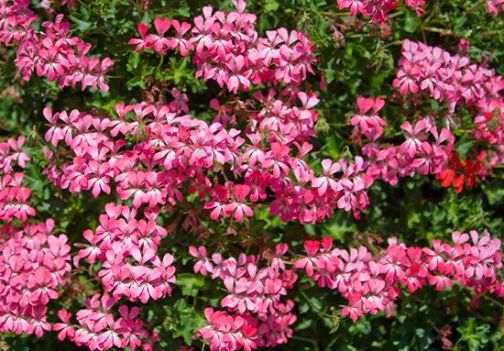 Majska opravila na vrtu