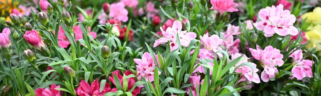 Vrtni Nagelj - barvit zaklad za vrt, balkon ali teraso