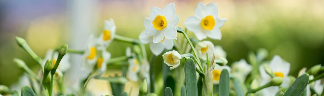 Narcisa: kako do bujnega cvetenja vsako pomlad