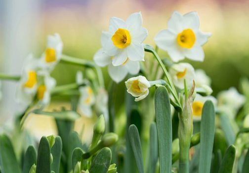 Narcisa: kako do bujnega cvetenja vsako pomlad