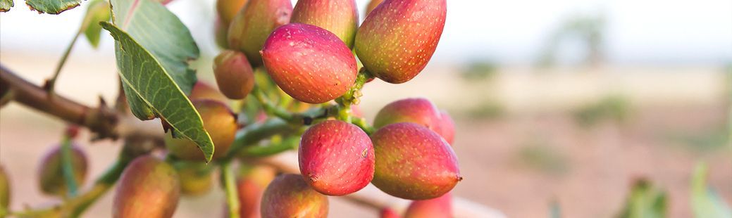 Pistacija - sadika, ki raste v Sloveniji tudi pozimi