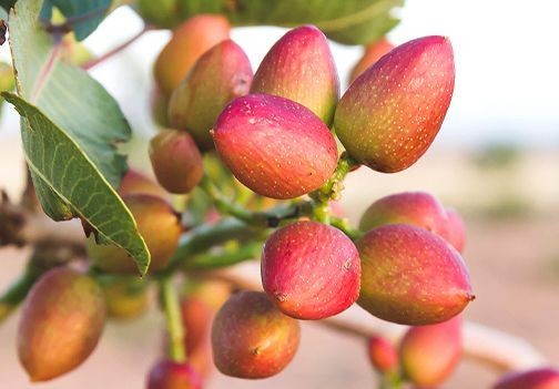Pistacija - sadika, ki raste v Sloveniji tudi pozimi