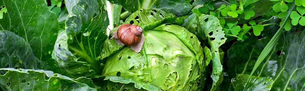 5 učinkovitih rešitev proti polžem na vrtu