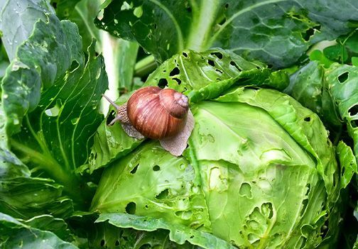 5 učinkovitih rešitev proti polžem na vrtu