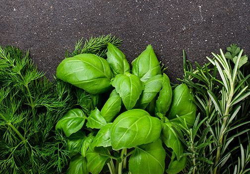  Razmnoževanje zelišč