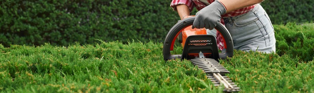 Sajenje in nega žive meje