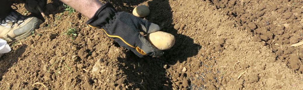 Prvi krompir na vrtu in zgodnji krompir v posodi