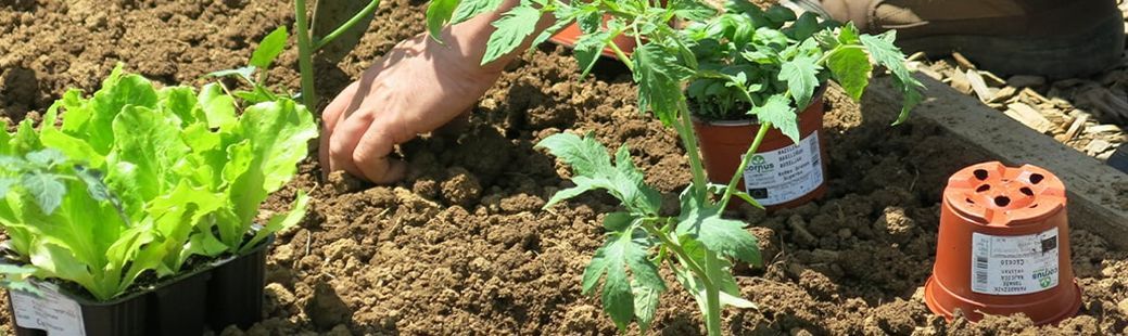 Dobri sosedje na vrtu: Sajenje paradižnika, paprike, kumaric