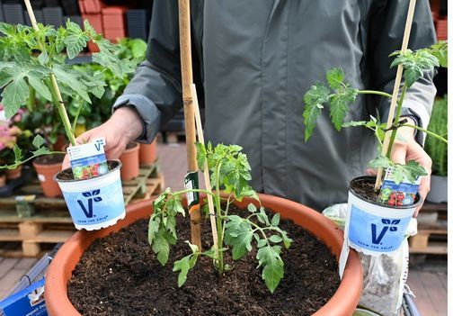 Sadike paradižnika Phantasia in Philovita, odporne na plesen in pegavost