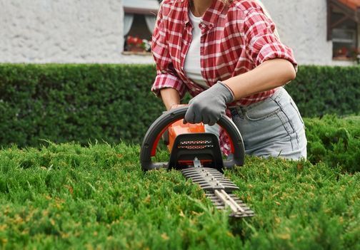 Sajenje in nega žive meje