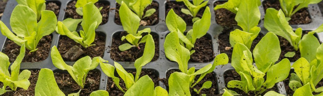  Sajenje solate v pomladanskem času