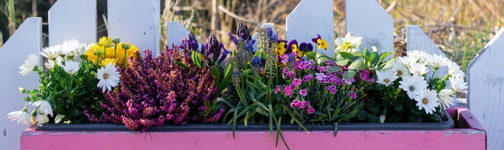 Spomladanske rože: ideje, izbor in nega za cvetenje od zgodnje pomladi dalje