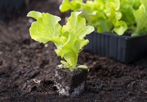 Sajenje solate v pomladanskem času