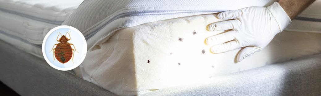 Kako preprečiti in zatreti stenice? 