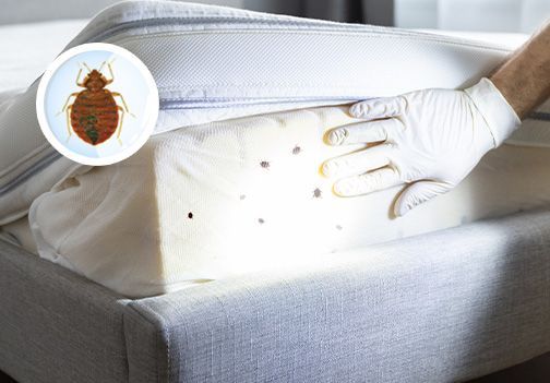 Kako preprečiti in zatreti stenice? 