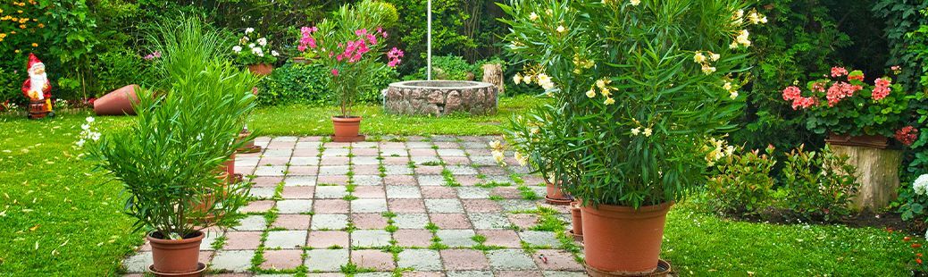 Tipi vrtnega rastlinja