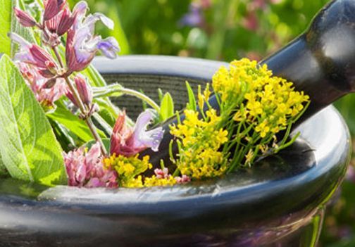  Uporaba zdravilnih rastlin